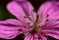 Cranesbill Closeup E