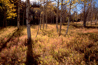 Aspen Birdhouse E