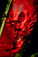 Projection IV E