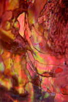 Abalone Detail E