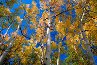 Aspen Grove E