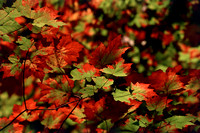 Colorful Fall Leaves II E