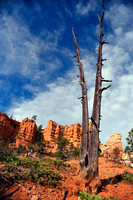 Bryce Split Pine E
