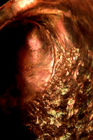 Abalones Shell Detail E