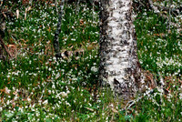 Clingmans Flowers E