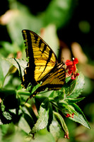 Butterfly & Flower E