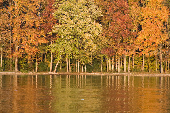 OldHickoryFall07-8290