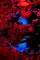 Street Leaves E